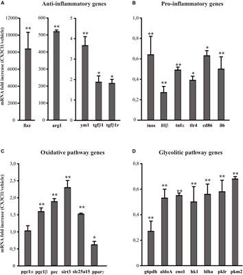 Fractalkine Modulates Microglia Metabolism in Brain Ischemia